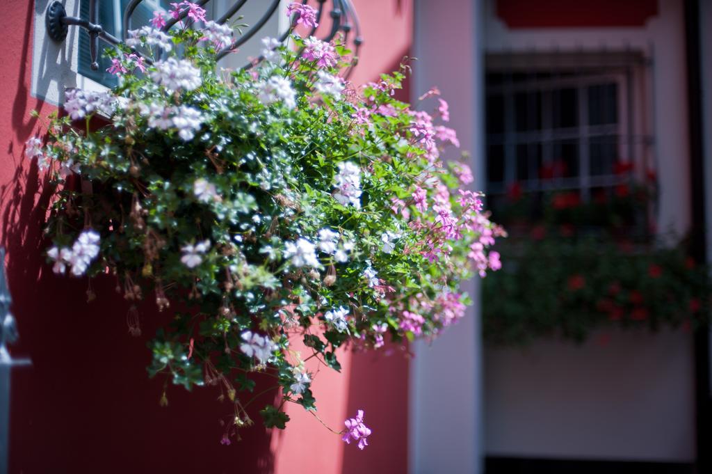 B&B Il Pettirosso Malonno Esterno foto